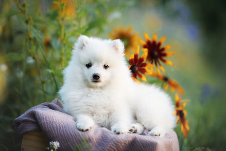 kleine Chiana noch beim Fotoshooting.