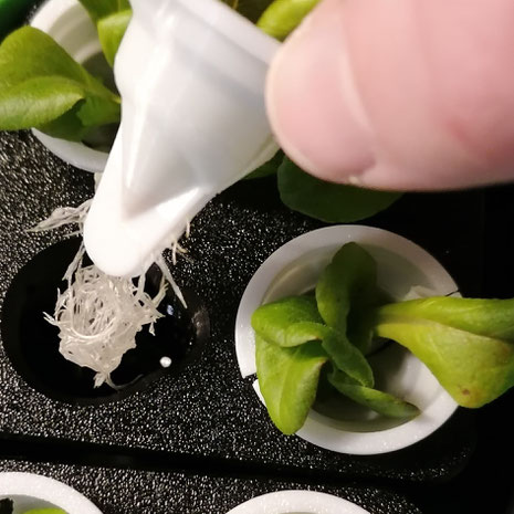 mt-cup sinterra, substrate free plant plot, grow plug, hydroponic cultivation, germination, propagation, seedling, hydroponics, aquaponics system