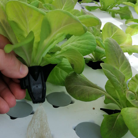sinterra Hydrostarter, substrate free grow plug, germination, propagation, hydroponics, aquaponics, reusable grow plug