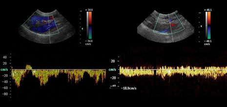 dog ultrasonography ultrasound / hund sonographie ultraschall