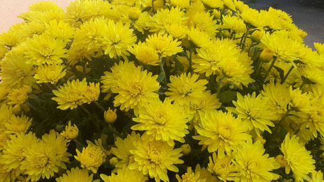 Frauenkreis Weiblichkeit Blume Freie Lebenskunst Verein Frauentreff Pfingsrosen Mystik