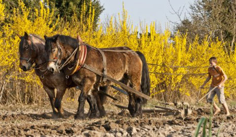 Feldbearbeitung mit Pferden, Foto: Familie Sommer