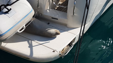 Im Hafen: eine junge Mönchsrobbe