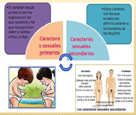 A Que Se Denomina Caracteres Sexuales Primarios Caracteres Sexuales Secundarios