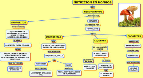 NUTRICIÓN EN REINO HONGO