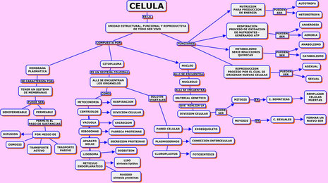 MAPA DE CELULA