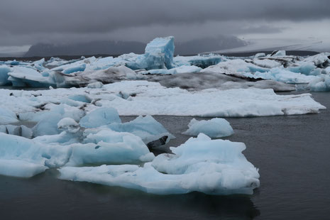 Gletscherlagune Jökulsárlón, Island, Juni 2015