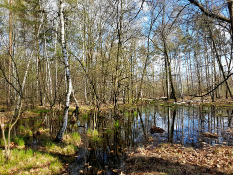 Thümmlitzwald