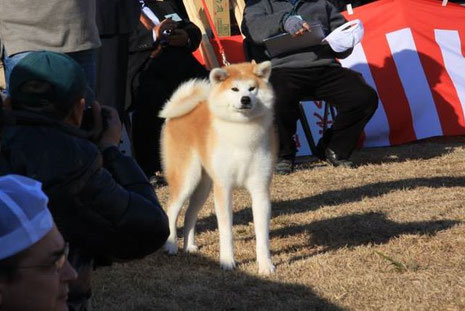 玄乃嵐　×　皐月　　　白山山島　　　　　　　　　owner　今井　深士