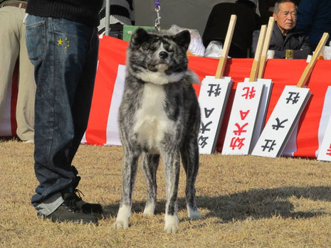 翔龍　×　綾雲女　　　　　　　能代幸寿荘　　　owner　國井　武雄　　　　　handler　多田　竜美