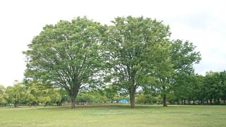 鈴の森公園笑い(ラフター)ヨガ　三重県松阪市