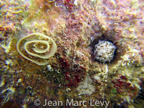 Pontes Dendrodoris coronata