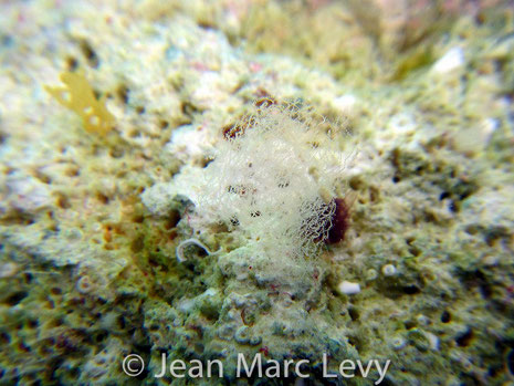 Pontes Chelidonura fulvipunctata
