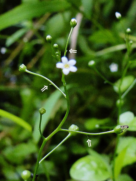 花柄の途中に小さな苞がある（⇒部）