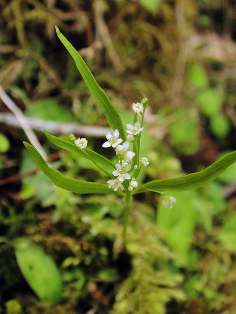 ＃４　イワセントウソウの茎葉は1個で、線形　　2010.06.05　長野県伊那市