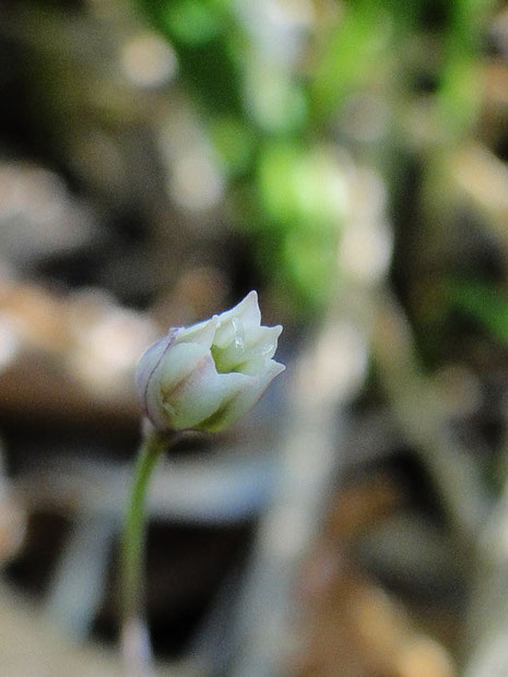 ヒメニラ　雌株ばかり。今年も黄色い葯のある雄花は見つからなかった