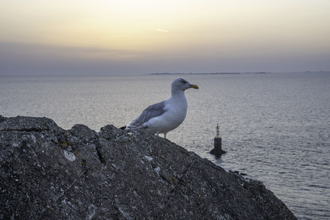 Bild: Möve am Pointe du Roc in Granville in Granville