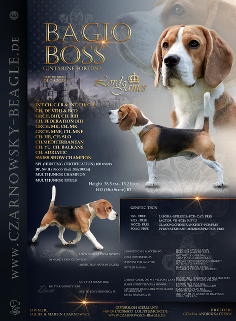 Czarnowsky, Czarnowsky-beagle, Little King Arthur, Bagio Boss Gintarine Fortuna * Lord James *, Czarnowsky , Beagle, Beagle, Beagle, Beagle, Beagle, best,  Stud dog, Beagle Star