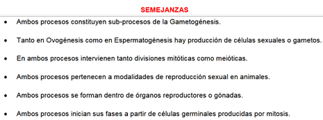 Gametogenesis Web Itif Centrobiologia