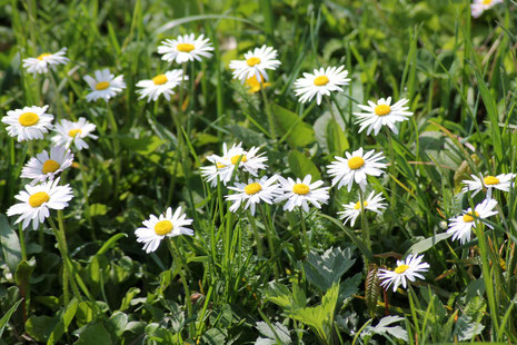 Eine Wiese voll Gänseblümchen und andere Wildkräuter