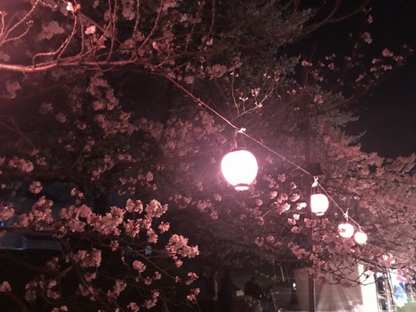 ４月　夜桜