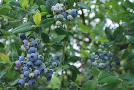 ブルーベリーの種類 Ajblueberryfarm ページ