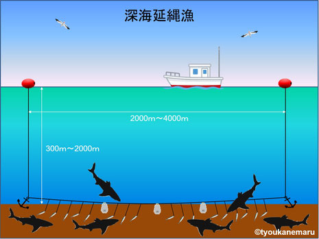 深海延縄漁 - 深海 焼津 長兼丸 体験乗船