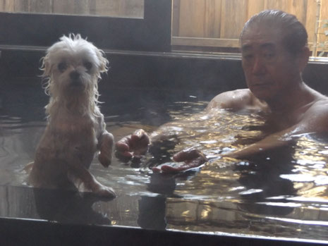阿蘇の温泉　わんちゃんと一緒　糸島　釣り　リフォーム　リコディマーレ