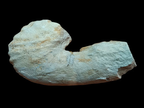 Hamites (Stomohamites) virgulatus