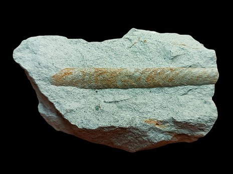 Bochianites neocomiensis