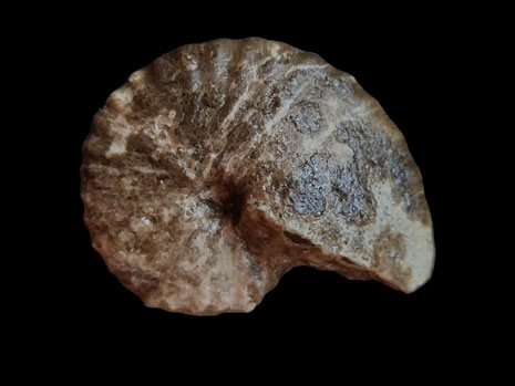 Pseudoneoptychites obscurus