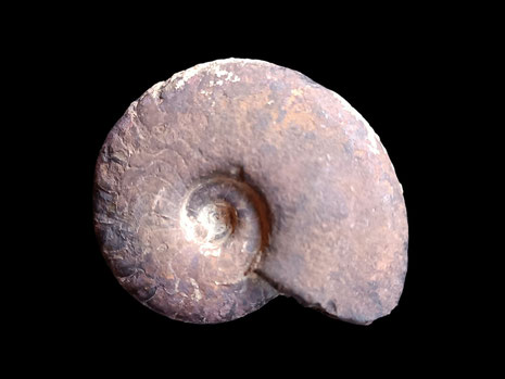 Ammonites, Cymaclymenia striata