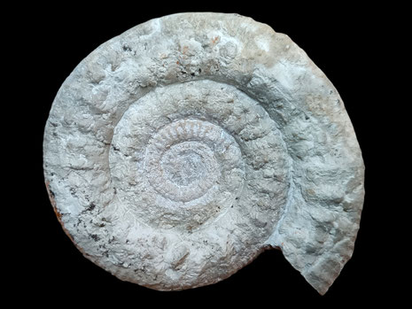 Stephanoceras (Skirroceras) macrum