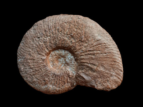 Usseliceras (Subplanitoides) oppeli