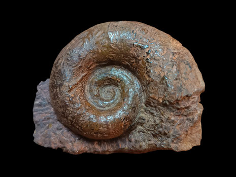 Lytoceras eudesianum
