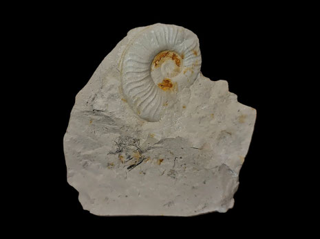 Leptaleoceras canavarii