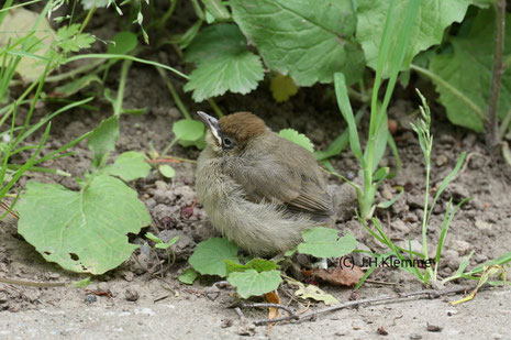 Mönchsgrasmücke (Sylvia atricapilla) Ein gerade aus dem Nest gekletterter, noch nicht flugfähiger Jungvogel [Juni]