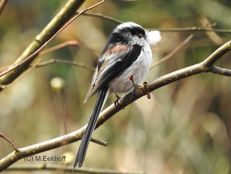 Schwanzmeise (Aegithalos caudatus) Adulter Vogel der Unterart "europaeus" mit Flaumfeder im Schnabel [März]