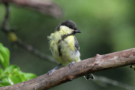 Kohlmeise (Parus major). Noch nicht ganz selbständiger Jungvogel (noch vor der Jugendmauser) [Juli]