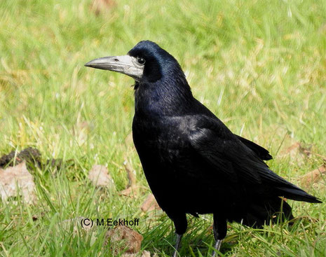 Saatkrähe (Corvus frugilegus) Adulter Vogel (Nähe Dümmer See, NS) [März]