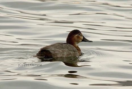 Tafelente (Aythya ferina) Weibchen auf dem Laacher See [November]