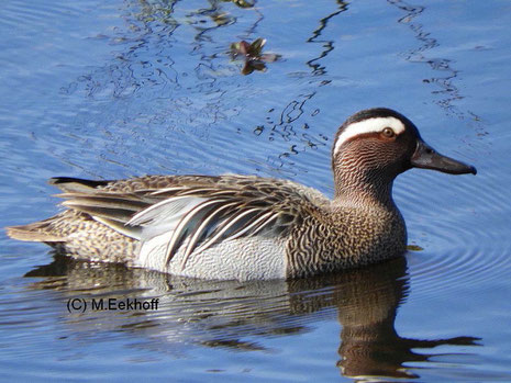 Knäkente (Anas querquedula) Männchen im Prachtkleid. Ochsenmoor südlich vom Dümmer See, NS [April]