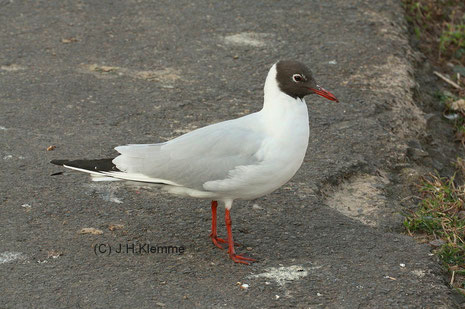 Lachmöwe (Chroicocephalus ridibundus). Adulter Vogel im Prachtkleid. Nähe Hafen von Veere, NL [März]