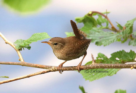 Zaunkönig (Troglodytes troglodytes) Adulter Vogel [Mai]