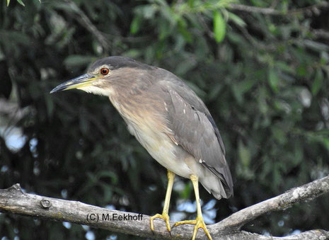 Nachtreiher (Nycticorax nycticorax) Junger Vogel. Ufer des Altmühlsees, Bayern [Juli] 