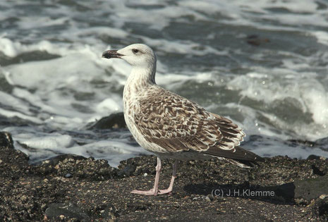 Mantelmöwe (Larus marinus). Jüngerer Vogel, vermutlich im 2ten Lebensjahr. Küste bei Westkapelle, NL [September]