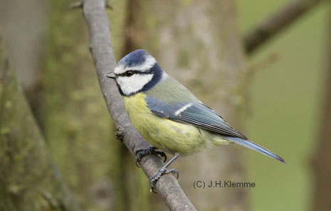 Blaumeise (Cyanistes caeruleus). Adult, sehr wahrscheinlich ein Weibchen [März]