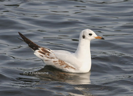 Lachmöwe (Chroicocephalus ridibundus). Selbständiger Jungvogel. Laacher See, RLP [September]
