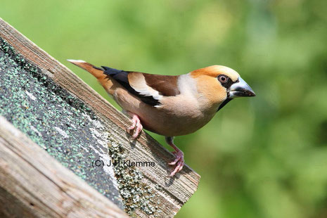 Kernbeißer (Coccothraustes coccothraustes). Adultes Männchen (Prachtkleid) [Juni]