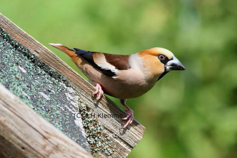 Kernbeißer (Coccothraustes coccothraustes). Adultes Männchen (Prachtkleid) [Juni]